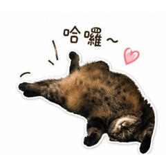 可樂貓日常