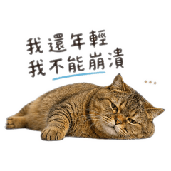 糯米的超級可愛日常