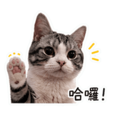 湯圓小貓咪表情包