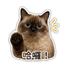 咘咪❤️