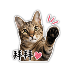 哇係皮蛋啦