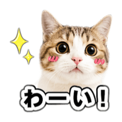 CHEESE_20260424143206