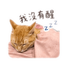 羅蝦蝦日常