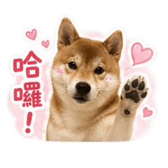 我是隻可愛的柴犬，名字叫多多