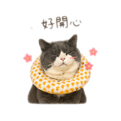 胖條