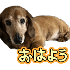 Nakayama Dogs