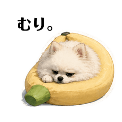 meapachi_20260429064429