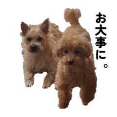 maruko_20260429090649