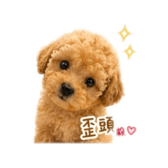 我們的Coco