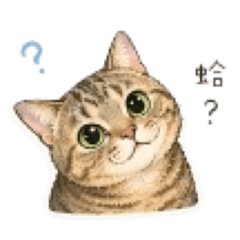 虎斑寶寶黏TT‎♡