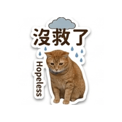 肥小咪1
