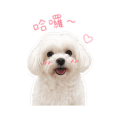 調皮Q日常