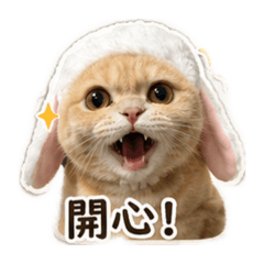 奶油英短錢錢的賣萌日常♥️