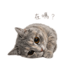 盜版蕊～