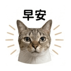 我的貓叫有點吵.