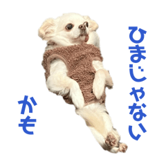 mochan_20260426204022