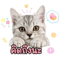 Sarinya_20260427213201