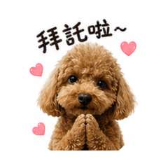 貴賓叮叮日常