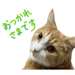 Lyo_20260429071944