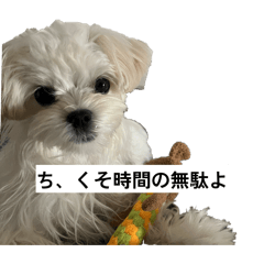 kouske_20260429101234