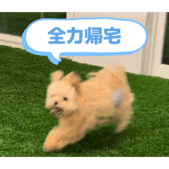 Super Cute Dog Pocha