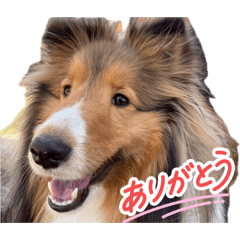 sakupi tetsu_20260429005018