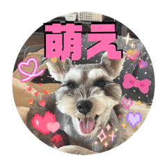mao_20260429114144