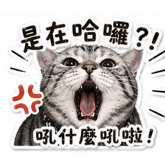 吉の日常6