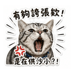吉の日常8