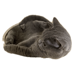 我的三隻小豬❶