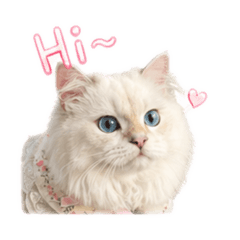 YUKI寶寶-SAY HELLO