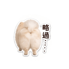 屁眼博美
