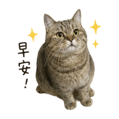胖虎2.0
