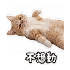 日常辛巴1-白底背板