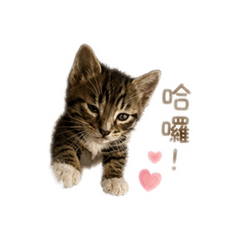 我是豆漿♡