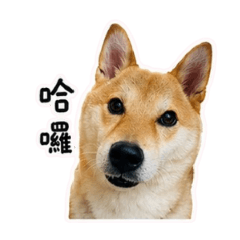 My Cute Shiba Niuniu