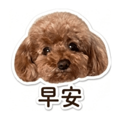 咪尼.
