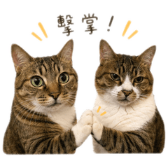 虎斑貓二組：被迫營業中