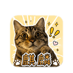 麒麟是隻貓貓