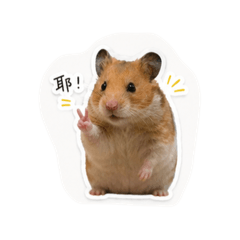 史上最可愛的麥小寶