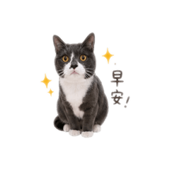 咪咪的日常暴走喵