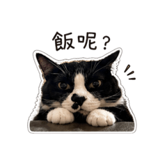 鼻屎貓短短｜厭世日常