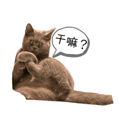 妹子狗