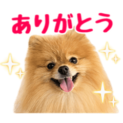 Potato_20260421155236