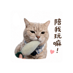 小乖貓咪