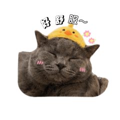 芝麻的一堆生活