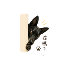 黑迪日常3