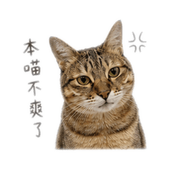 Yoda日常用語