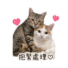 賓利&賓莎日常
