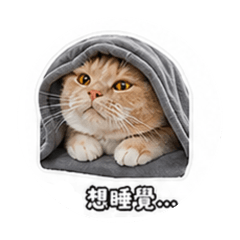 日常2辛巴-白底背板